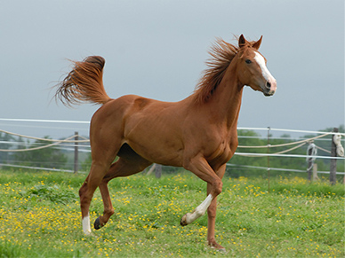 馬
